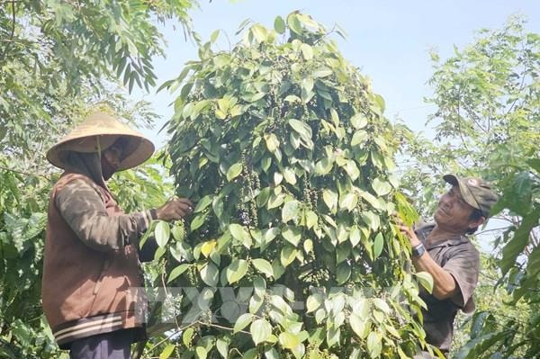 Giống hồ tiêu - nút thắt trong chuỗi giá trị tỷ đô
