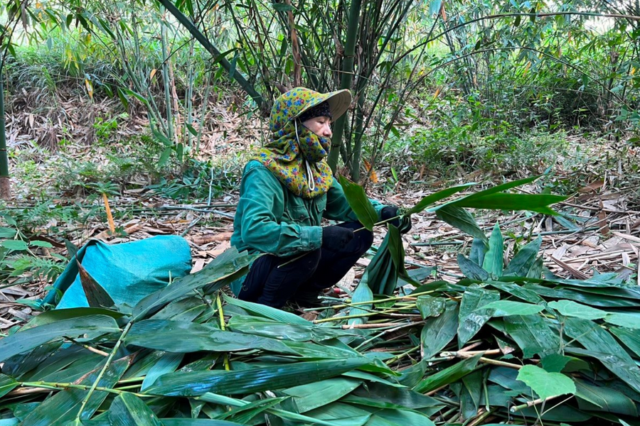 Từ chuyện lá tre xuất ngoại nghĩ tới phát triển xanh, bền vững