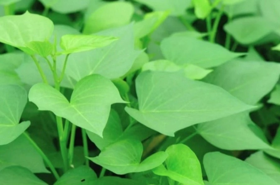 Rau lang - Thần dược tự nhiên