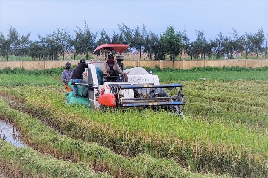 Năng suất lúa mùa của Hải Phòng ước tăng 12 tạ mỗi ha so với năm 2024