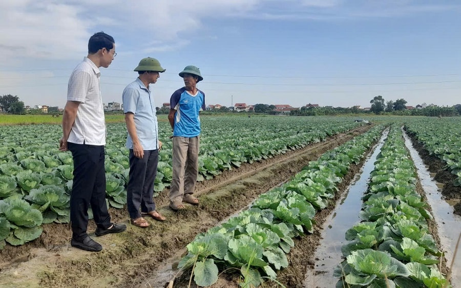 Hải Phòng gieo trồng trên 6.500 ha rau vụ đông
