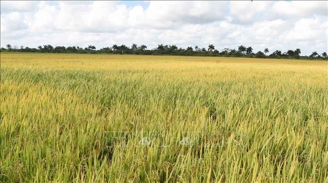 Việt Nam hỗ trợ hạt giống cho vụ lúa 2026 của Cuba