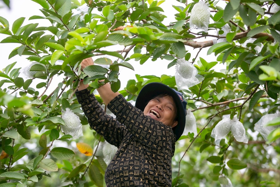 Ổi trái vụ Hà Nam vào vụ thu hoạch