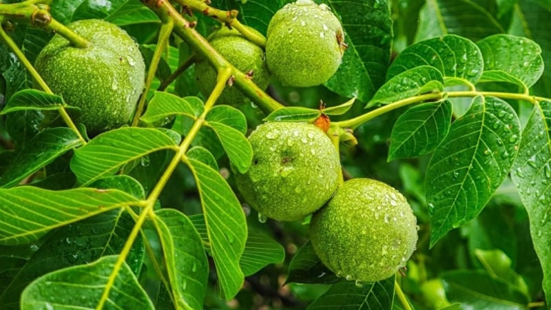 Loại quả 'quý từ đầu đến chân', giúp bổ thận, tráng dương, làm ấm người trong suốt mùa đông