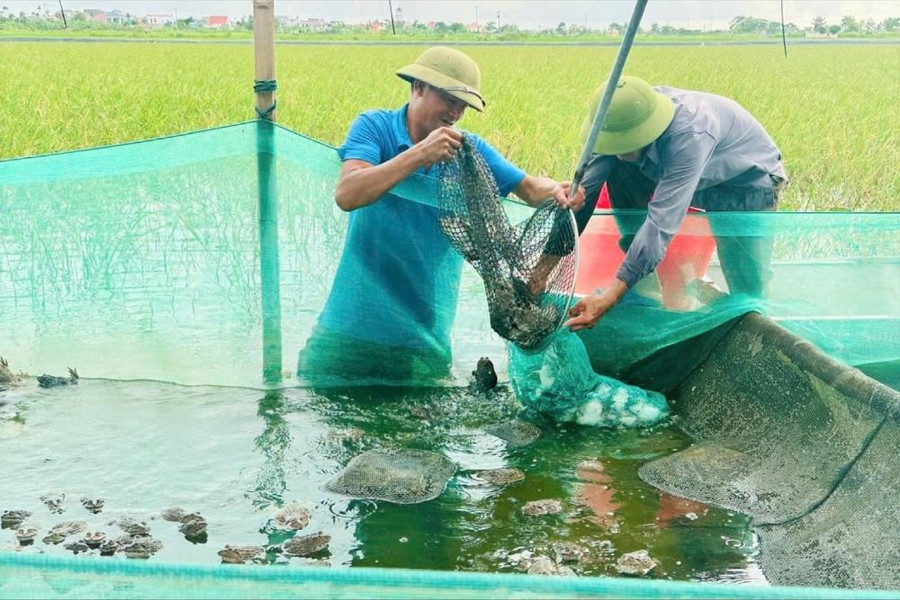 Hải Phòng hỗ trợ thực hiện hiệu quả 5 mô hình khuyến nông