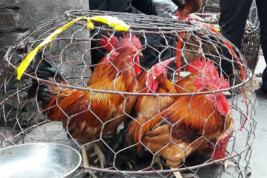 Cách phân biệt gà non và gà già khi mua gà sống