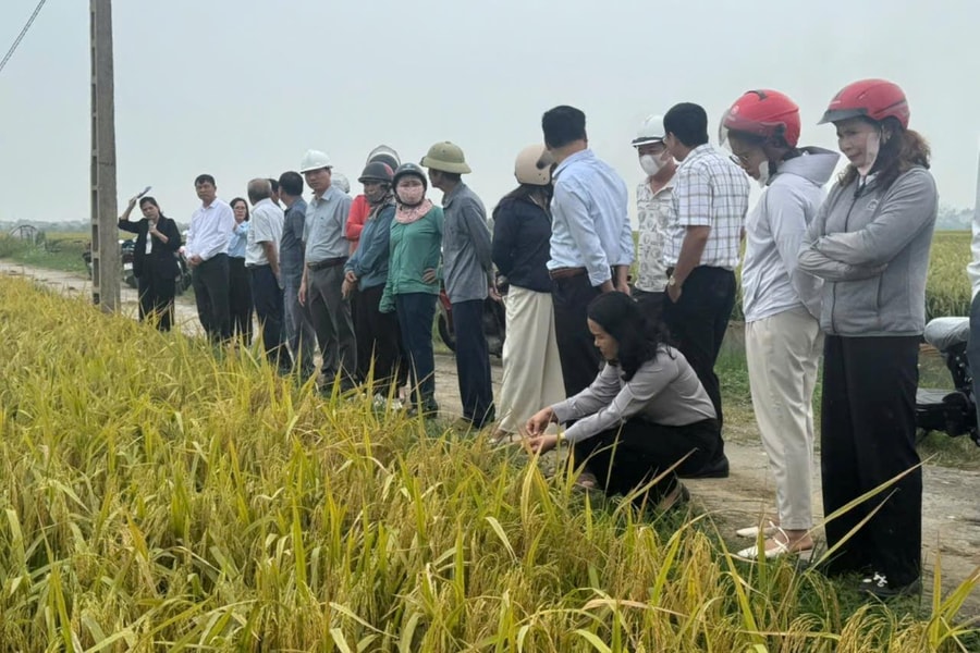 Xã Nghi Dương có 28 mô hình tích tụ ruộng đất