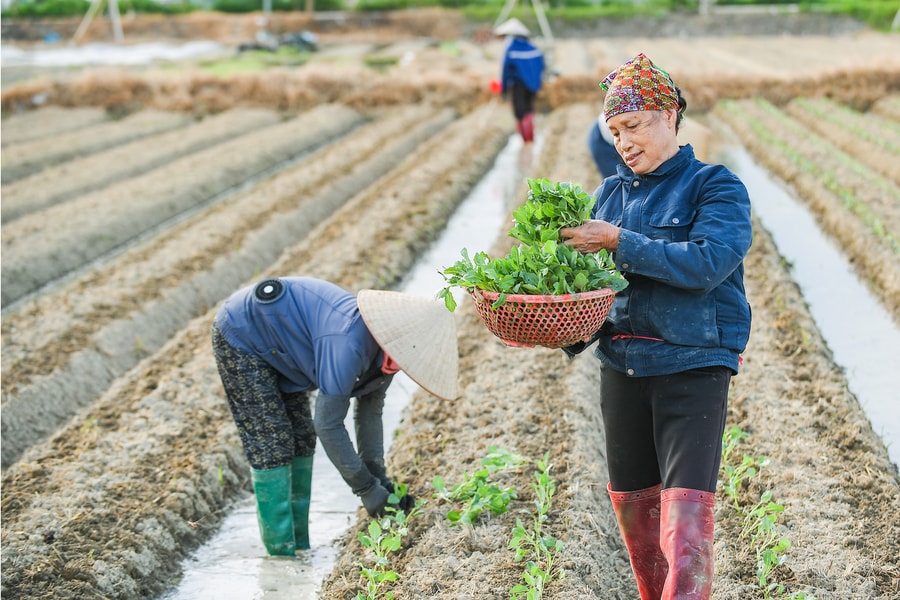 Gieo trồng vụ đông chậm hơn năm ngoái