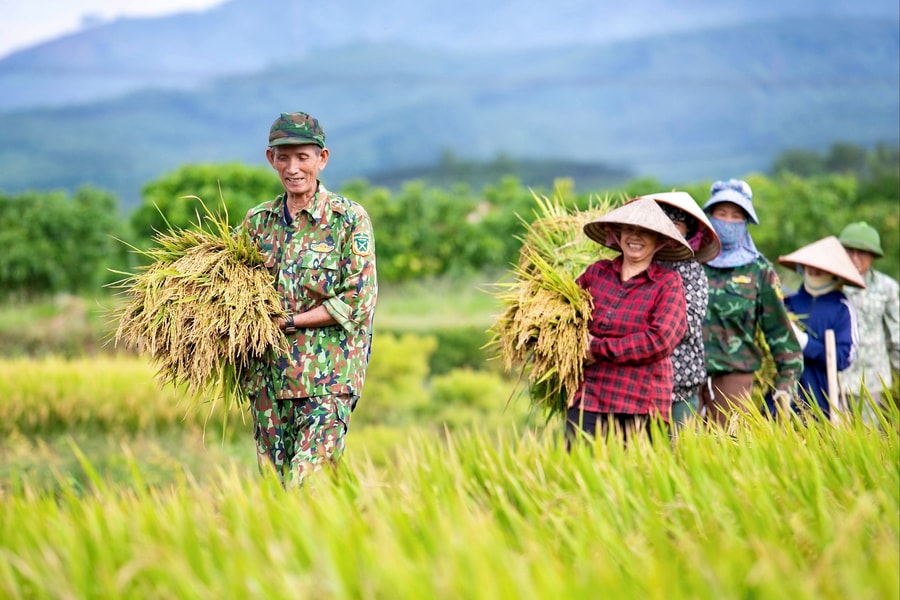 Mùa gặt 'khác lạ' ở vùng đồi rừng phường Nguyễn Trãi (Hải Phòng)