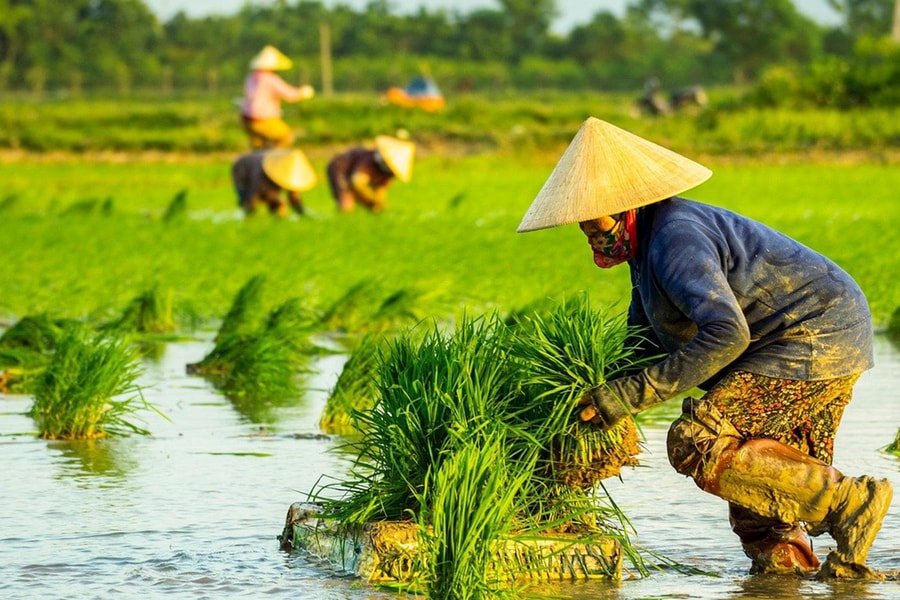 Mẹ và bông lúa
