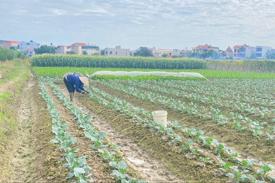 Nông dân Hải Phòng tất bật vào vụ rau Tết