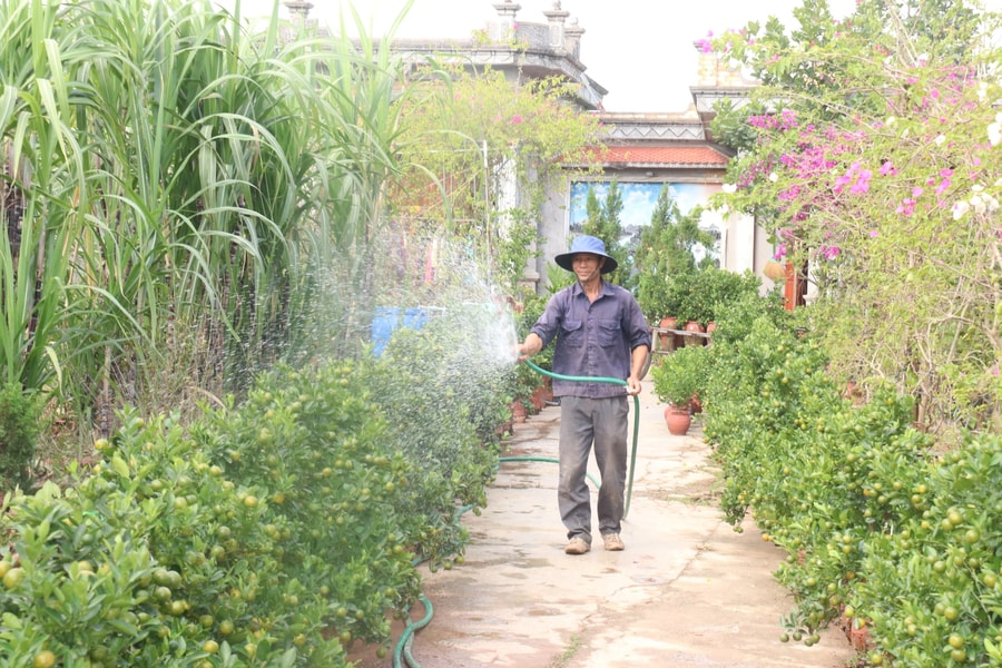 Người trồng quất cảnh Thanh Hà tất bật chuẩn bị cho mùa Tết