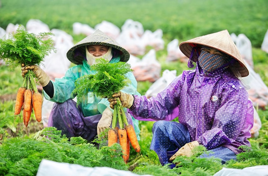 Siết chặt sử dụng thuốc bảo vệ thực vật với cây cà rốt xuất khẩu