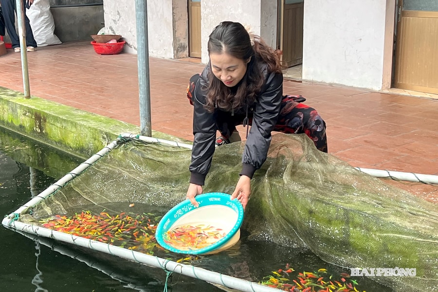 Nuôi cá nhỏ, thu nhập lớn ở phường Thiên Hương