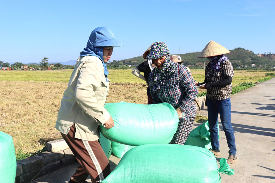 Hối hả vụ nếp cái hoa vàng bội thu ở phường Nhị Chiểu