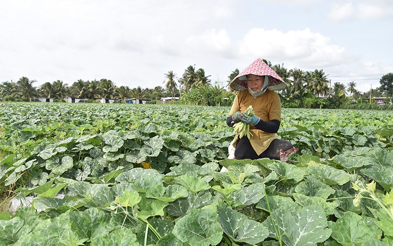 Chuyển đổi cơ cấu cây trồng ứng phó với biến đổi khí hậu