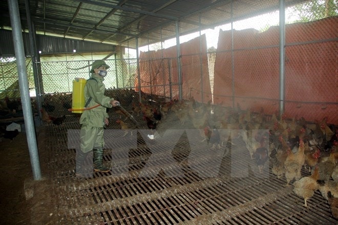 Phòng chống dịch bệnh gia súc, gia cầm và đảm bảo an toàn thực phẩm dịp Tết