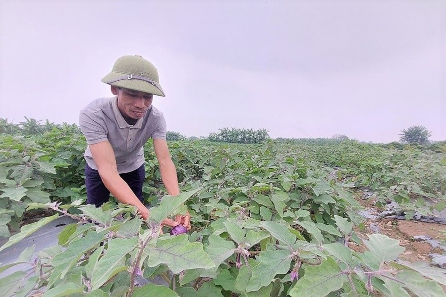 Rau vụ đông ở Hải Phòng được giá