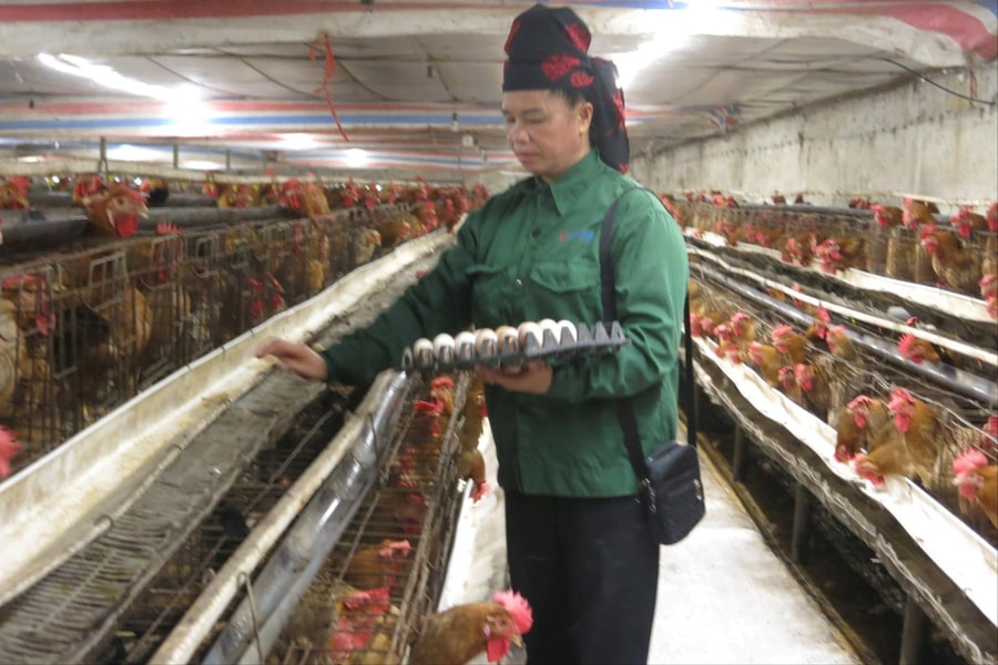 Ứng dụng công nghệ số trong chăn nuôi