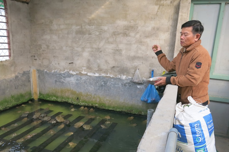 Hiệu quả nuôi ếch Thái Lan theo hướng an toàn