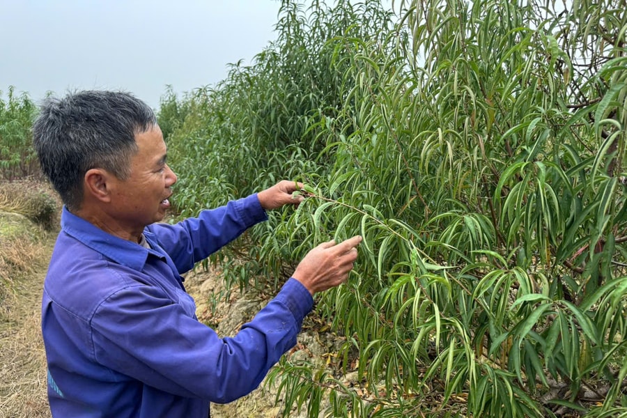 Không khí 'Tết sớm' trên đồng đào, quất ở An Dương
