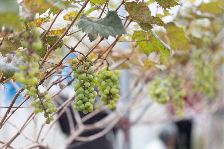 High-tech grape cultivation opens new production direction