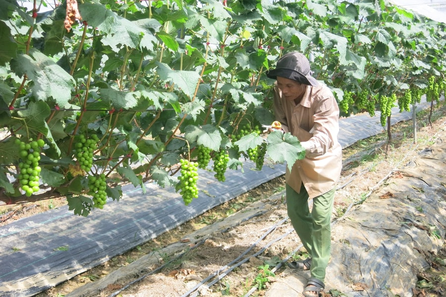 Hai Phong builds safe fruit cultivation models
