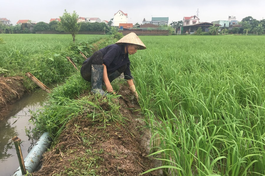Tổ chức 8 đợt diệt chuột để bảo vệ sản xuất nông nghiệp năm 2026