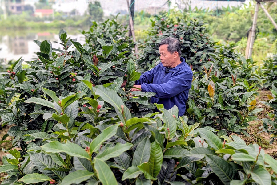 Giữ sắc hải đường Đồng Dụ