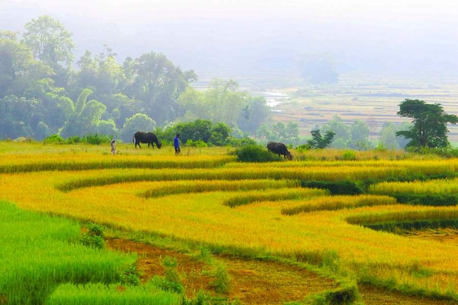 Đồng quê xa ngái