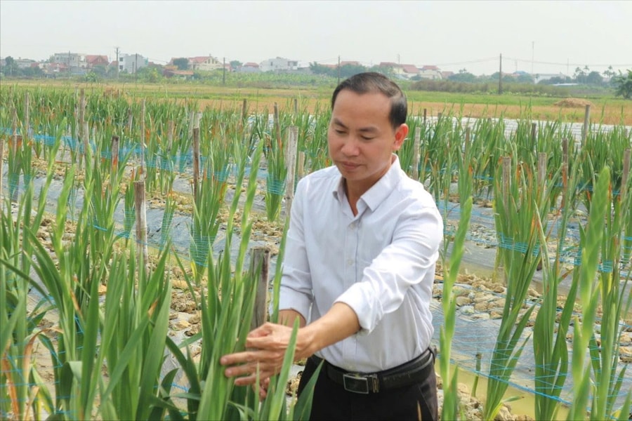Biến ruộng năng suất thấp thành cánh đồng hoa chất lượng cao