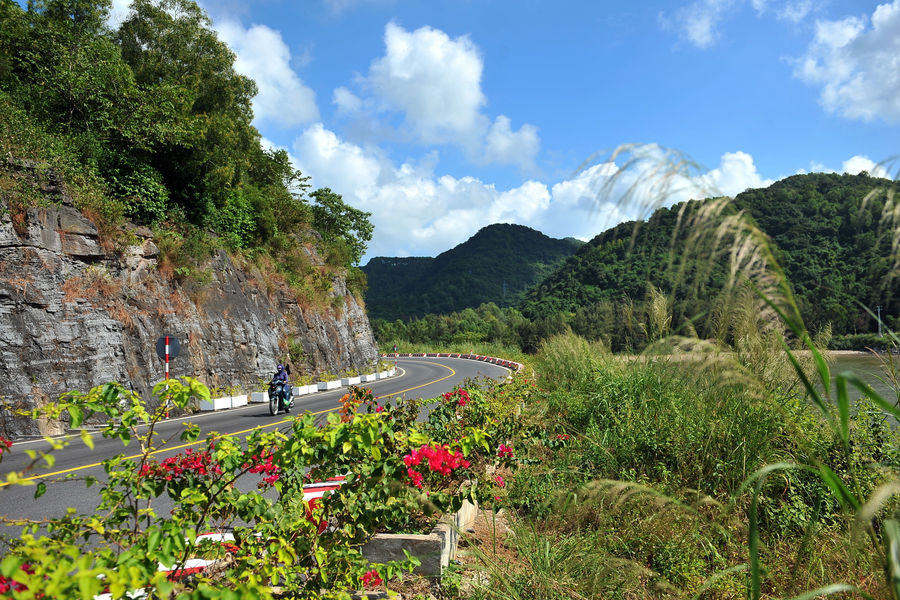 Dreamlike reed flowers along Cat Ba island-crossing road