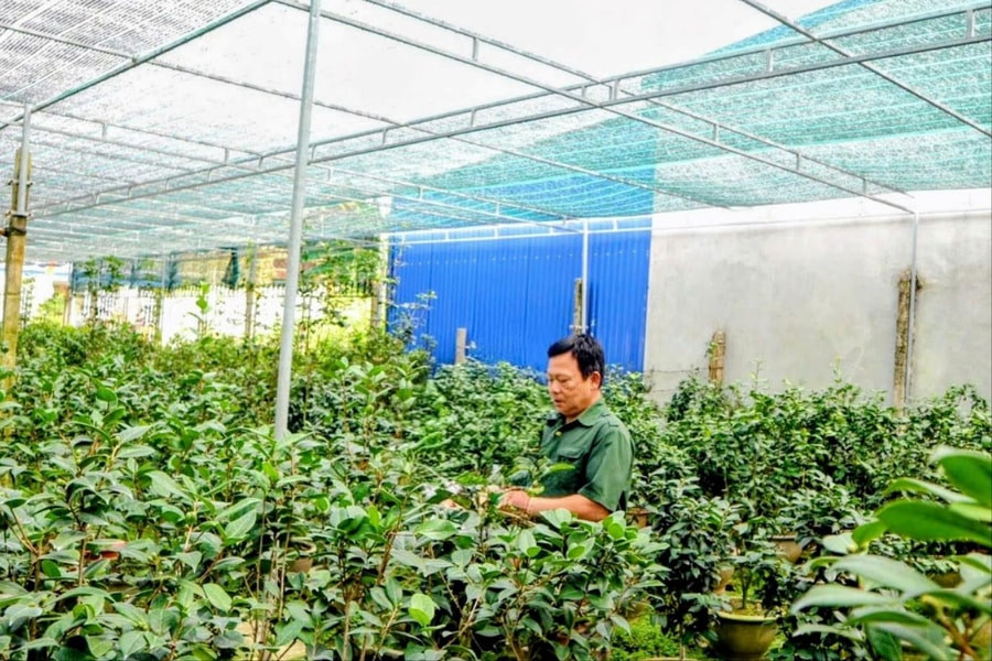 Hoa trà 'tiến quan' ở Kiều Trung