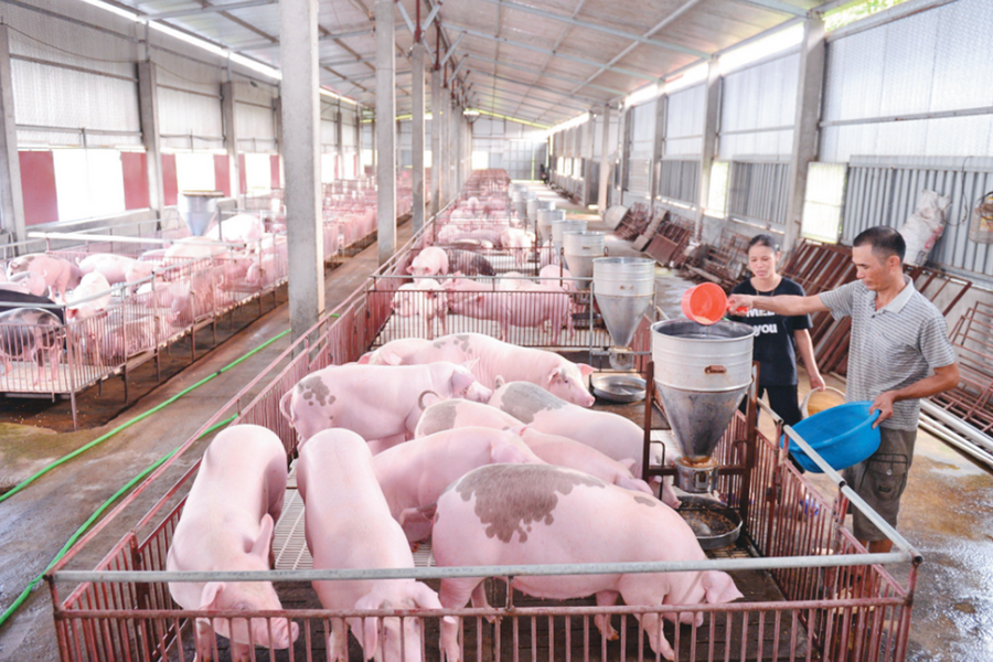 Giá lợn hơi hạ nhiệt