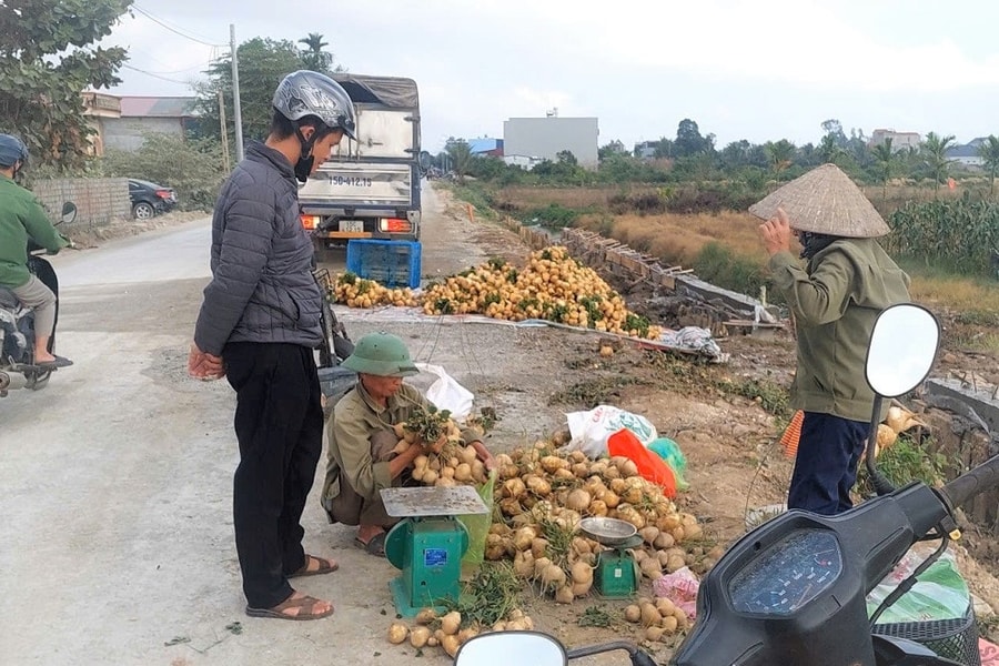 Nông dân xã Vĩnh Thuận thí điểm trồng củ đậu