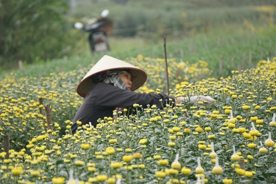 Làng hoa Phù Tải 1 tất bật vào vụ Tết