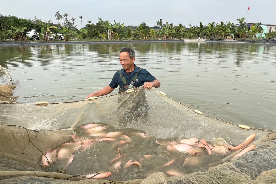 Abandoned fields become ‘golden ponds’
