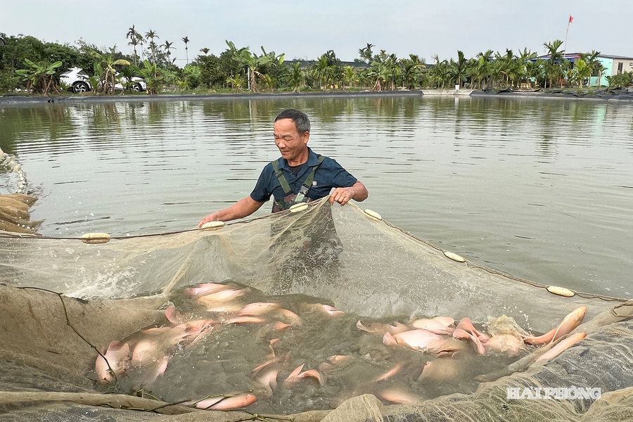 Ruộng hoang thành 'ao vàng'