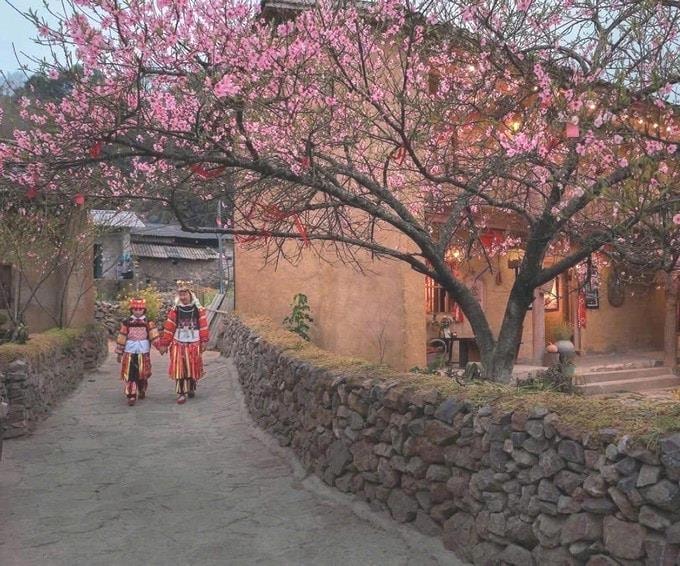 Lần đầu tiên tổ chức Festival hoa mai anh đào tại Lũng Cú