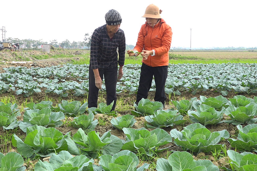Hiệu quả từ cây rau màu vụ đông ở xã Nguyễn Bỉnh Khiêm