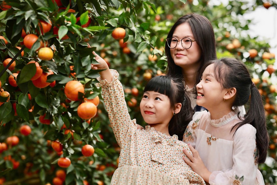 Check-in miễn phí vườn cam đang 'gây sốt' ở xã Khúc Thừa Dụ
