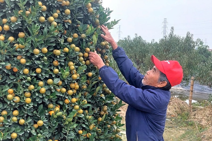 Nông dân An Dương trồng 200 ha hoa, cây cảnh phục vụ thị trường Tết