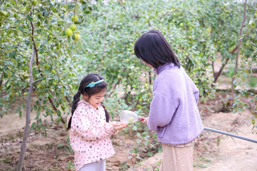 Thích thú trải nghiệm hái táo tại vườn ở phường Nam Đồ Sơn