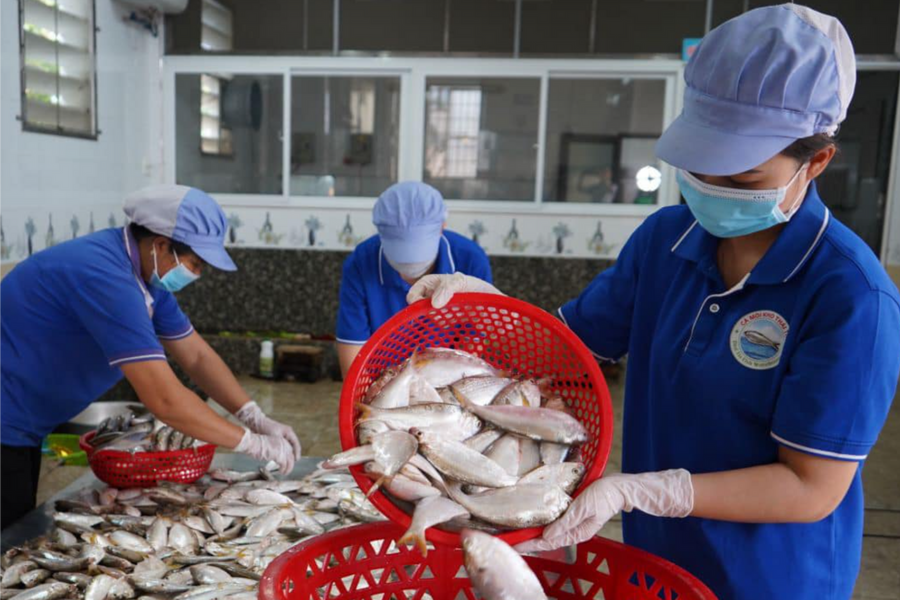 Đặc sản cá mòi kho Hải Phòng được săn đón dịp Tết