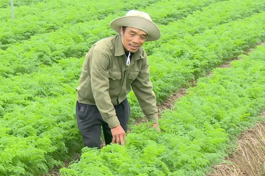 Chưa thu hoạch, cà rốt ở xã Tuệ Tĩnh có giá cao gấp đôi năm ngoái