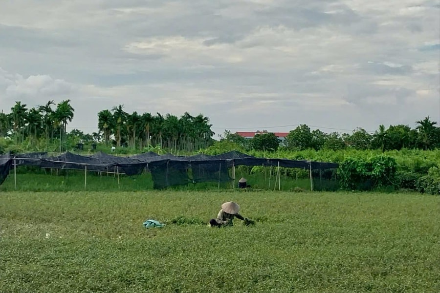 Phường Hồng An xây dựng mô hình nông nghiệp đô thị sinh thái