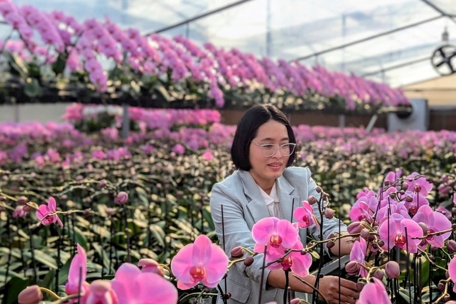 Phalaenopsis orchid blooms in Hai Phong Port City