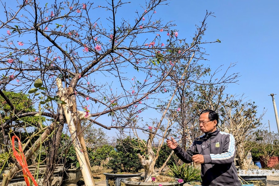 Sắc hoa anh đào ven sông Rế