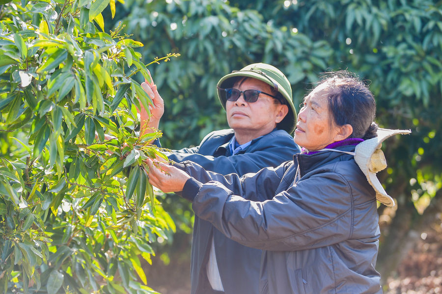 Nông dân Hà Đông tập trung chăm sóc vải sớm ra hoa
