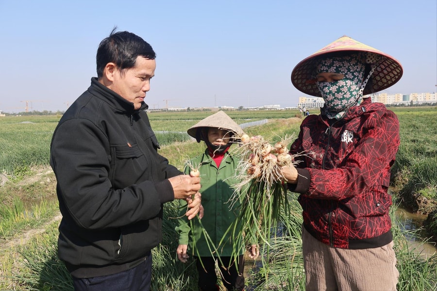 Hành An Phú trúng mùa, được giá